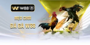 Mẹo chơi đá gà W88 - Kỹ năng quan sát và phân tích 